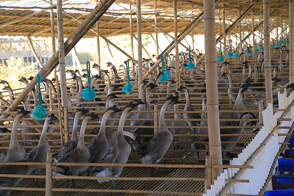 青島大棚鵝苗養殖基地