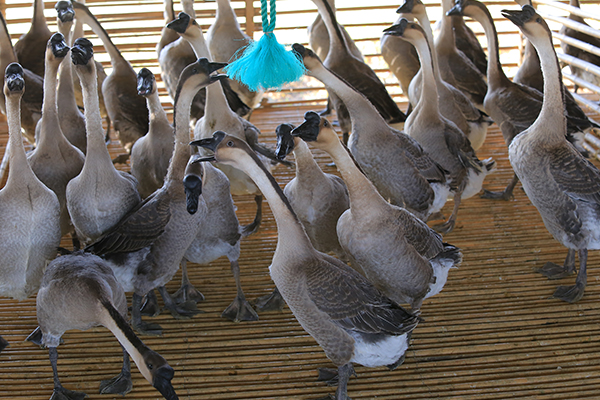 青島大棚鵝苗養殖基地