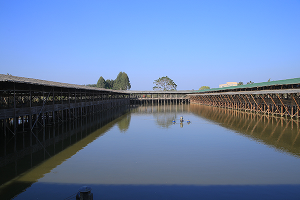 太原大棚鵝苗養殖農莊