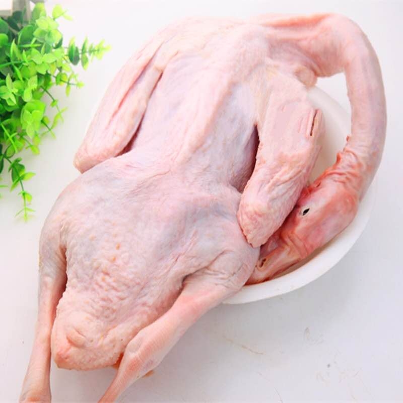 新鮮甘鬃鵝